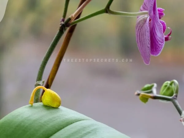 Flowers Fall Off Orchid: Reasons & Prevention Tips