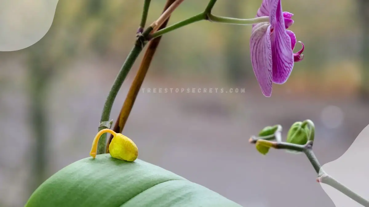 Flowers Fall Off Orchid: Reasons & Prevention Tips