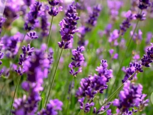 Flowers Lavender: Ultimate Care Guide for Growing Lavender Plants