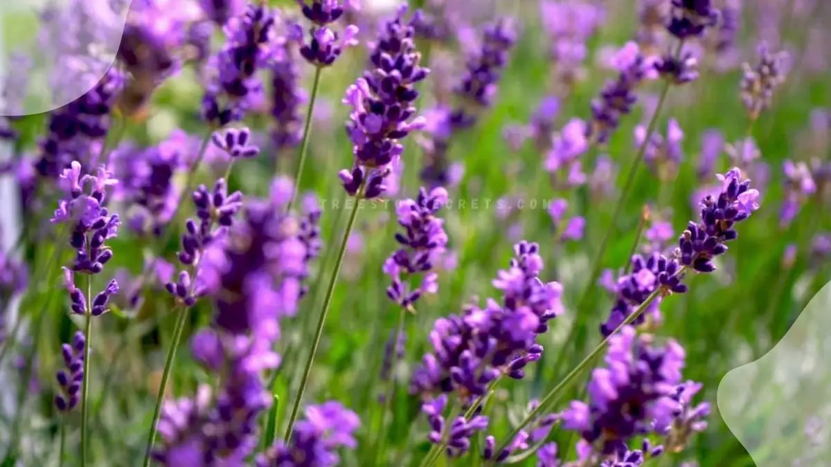 Flowers Lavender: Ultimate Care Guide for Growing Lavender Plants