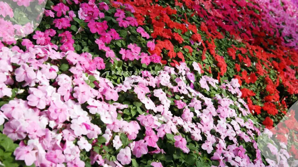 Impatiens