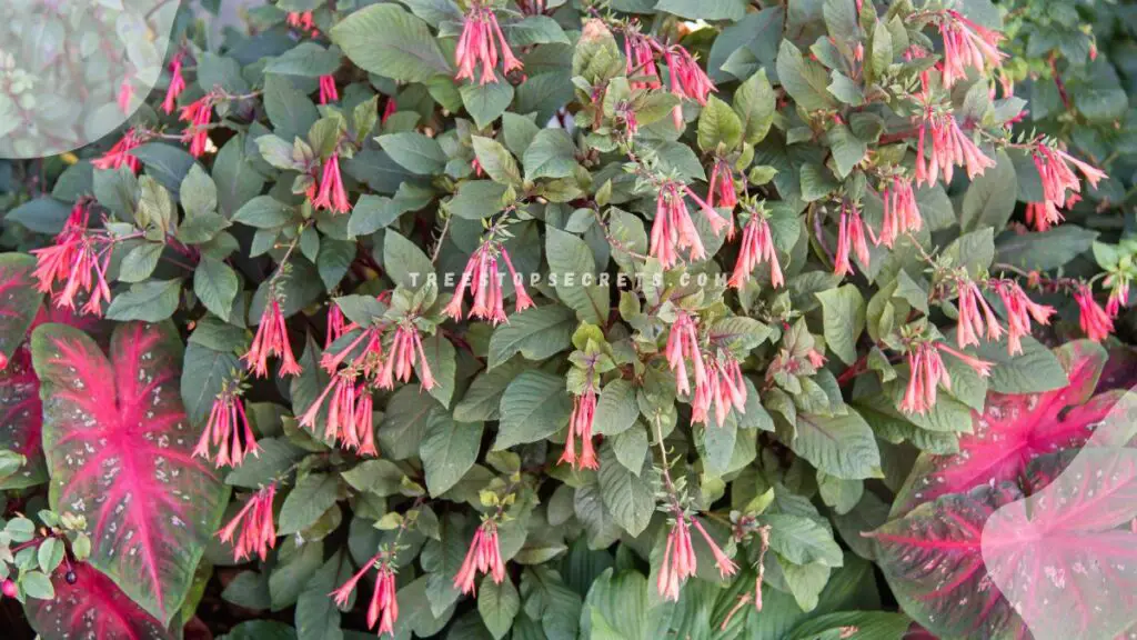 Fuchsia and Caladium