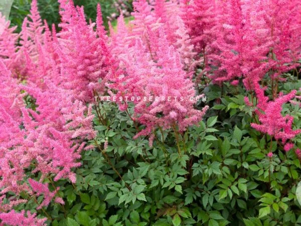 Flowers That Thrive in Shade: Top 28 Picks for Your Garden