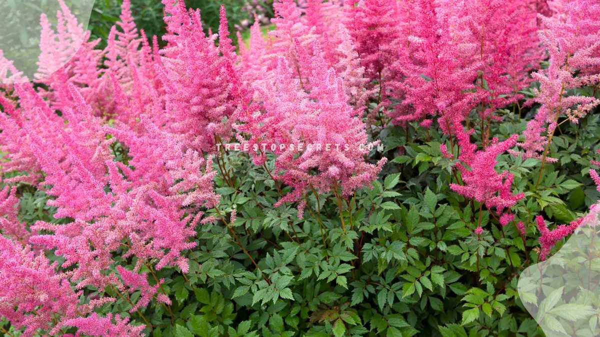 Flowers That Thrive in Shade: Top 28 Picks for Your Garden