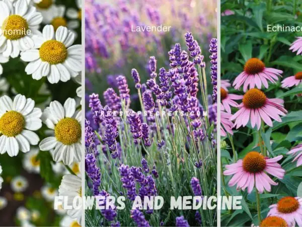 Flowers and Medicine: Ultimate Benefits Guide