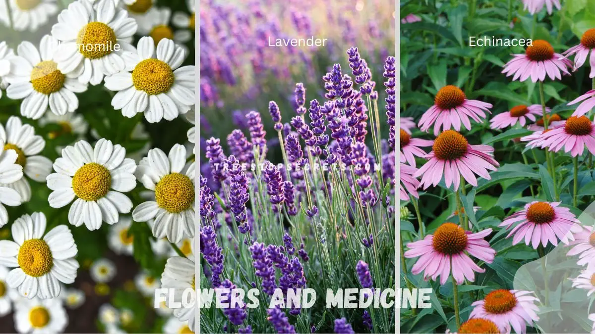 Flowers and Medicine: Ultimate Benefits Guide