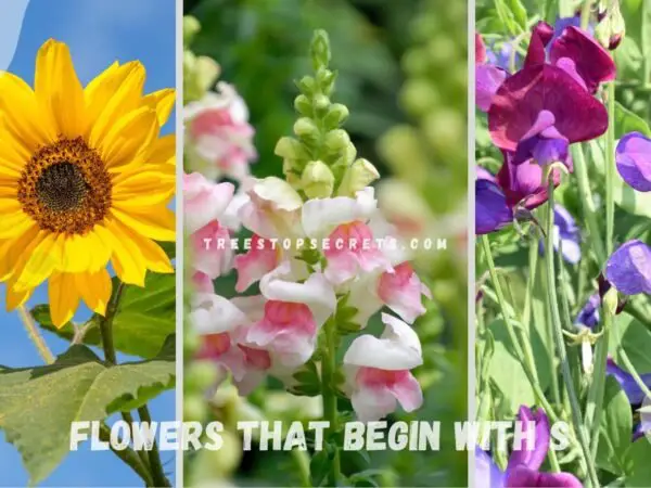 Flowers that Begin with S: Spring Blooms Guide