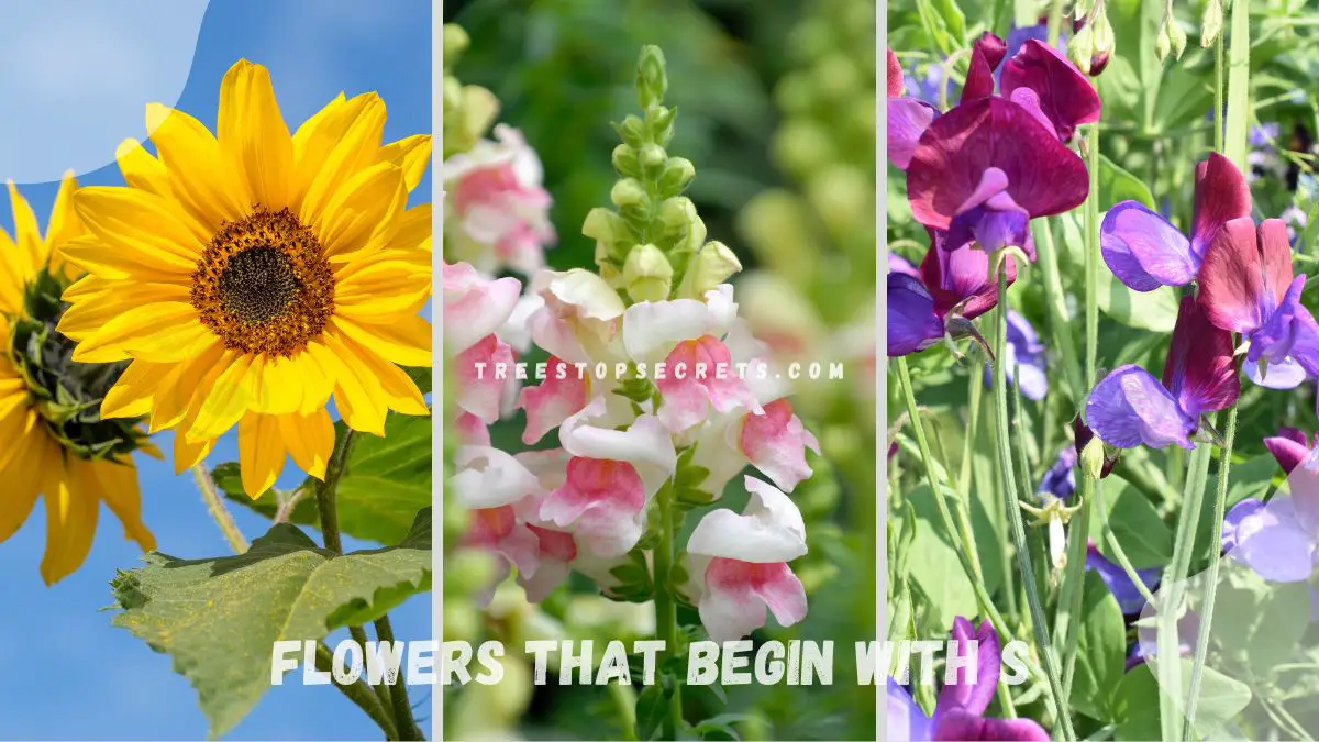 Flowers that Begin with S: Spring Blooms Guide