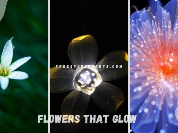 Flowers that Glow: Enchanting Gardens