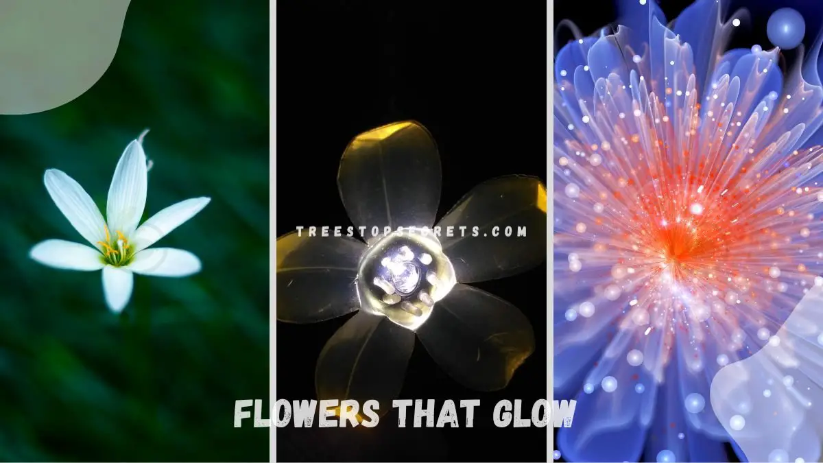 Flowers that Glow: Enchanting Gardens