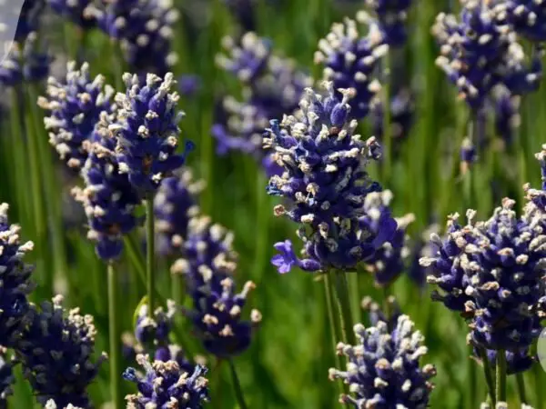 Fragrant Purple Flowers: Garden Selection Guide