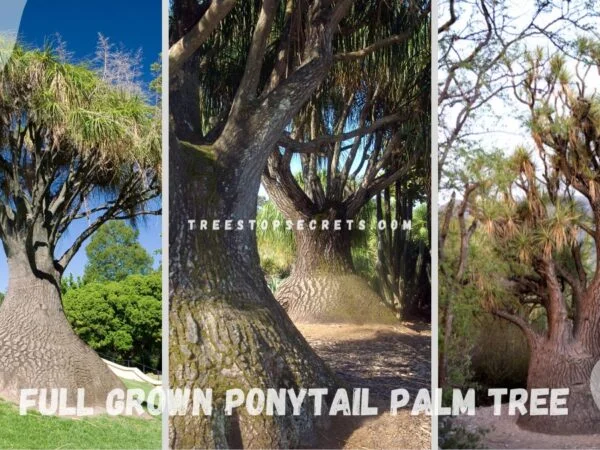 Full Grown Ponytail Palm Tree: Care Guide for Healthy Growth