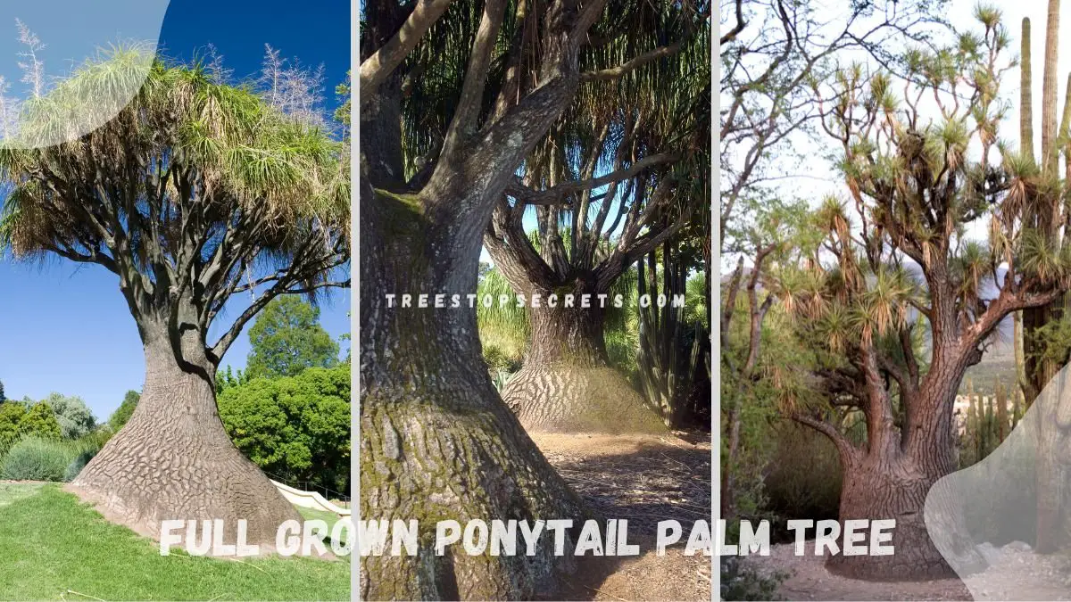 Full Grown Ponytail Palm Tree: Care Guide for Healthy Growth