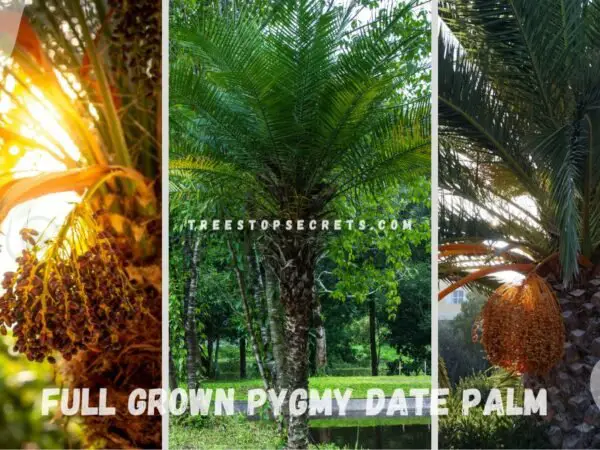 Full Grown Pygmy Date Palm: Care Tips