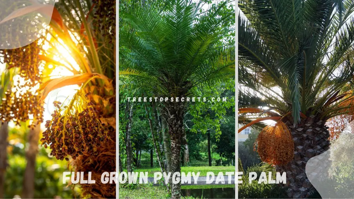 Full Grown Pygmy Date Palm: Care Tips