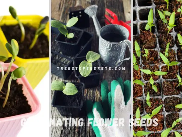 Germinating Flower Seeds: Ultimate Guide for Successful Start