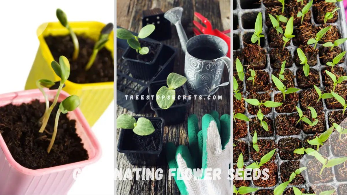 Germinating Flower Seeds: Ultimate Guide for Successful Start