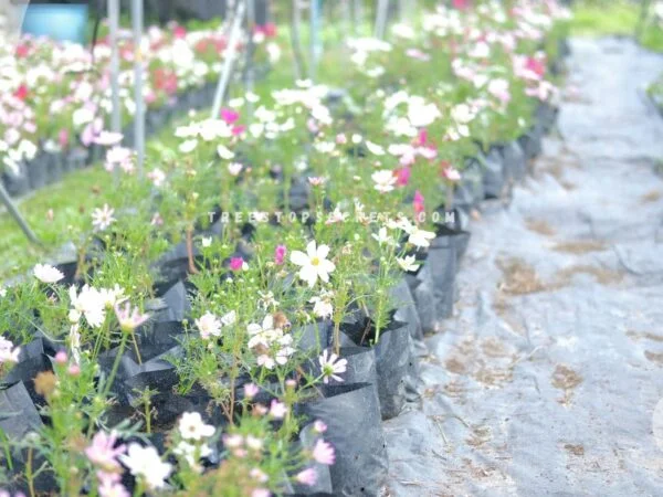 Grow Cosmos Flowers: Planting Guide