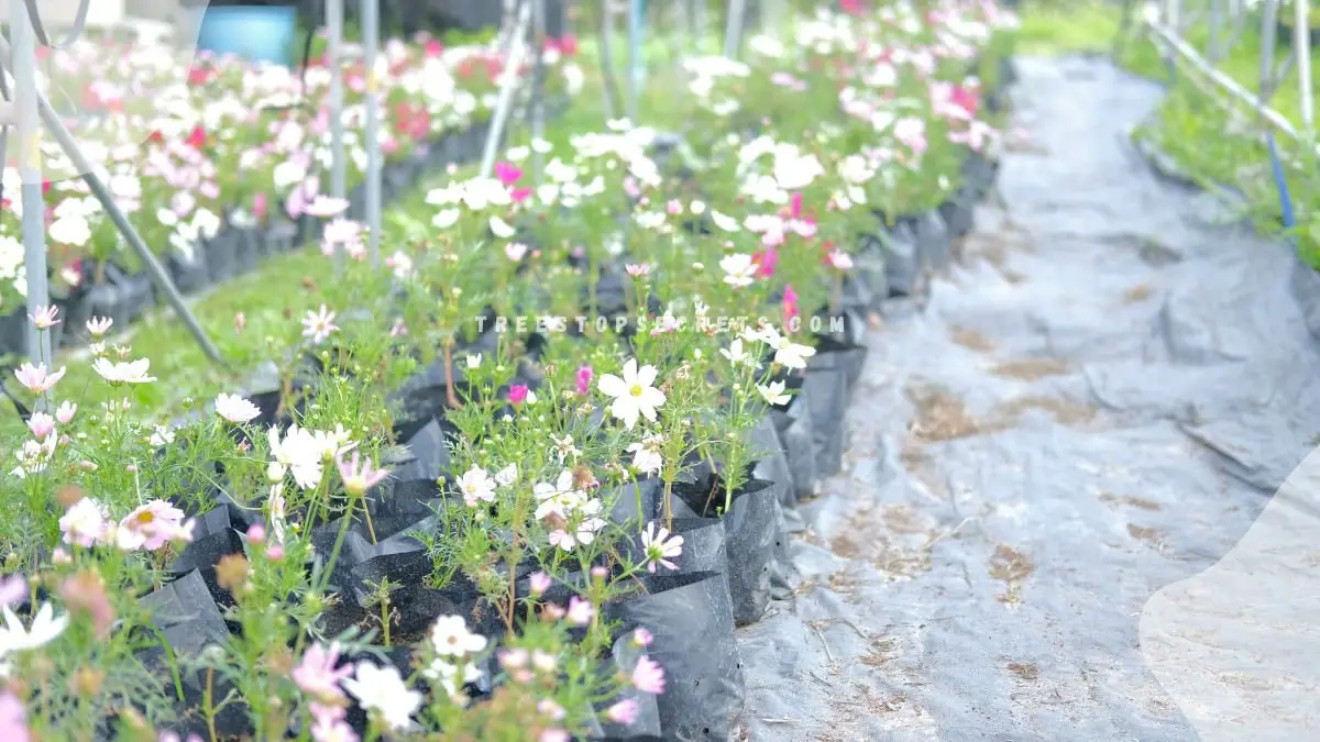 Grow Cosmos Flowers: Planting Guide