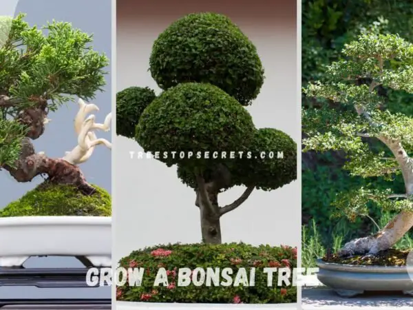 How Do You Grow a Bonsai Tree: Ultimate Guide