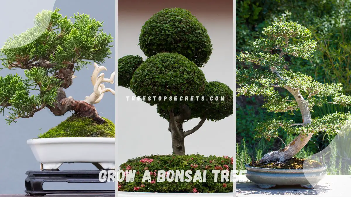 How Do You Grow a Bonsai Tree: Ultimate Guide