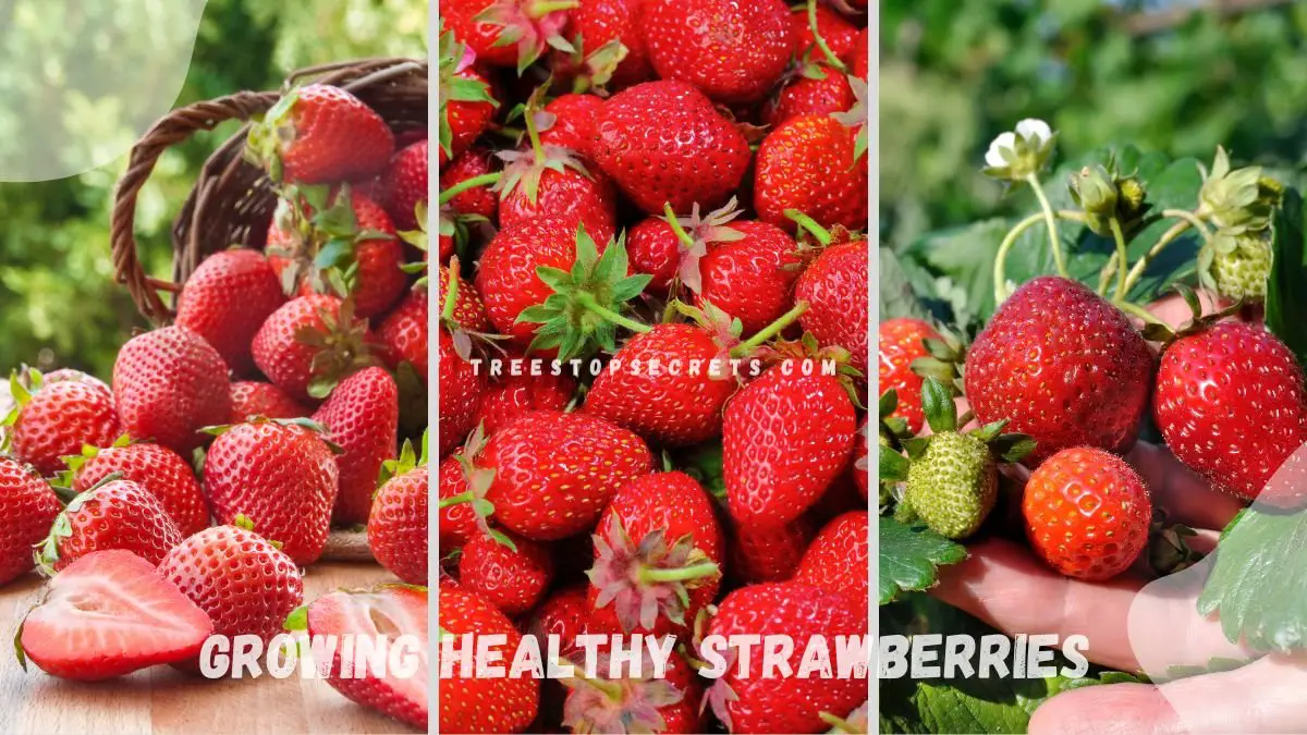 Growing Healthy Strawberries: Best Variety for Your Garden