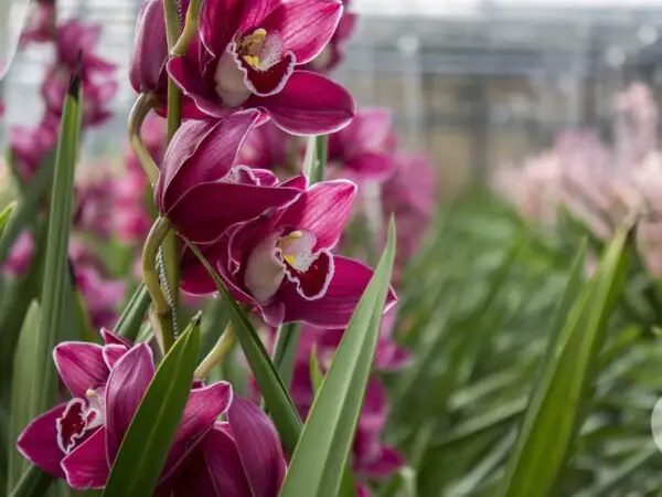 Hausermann Orchids Care Guide