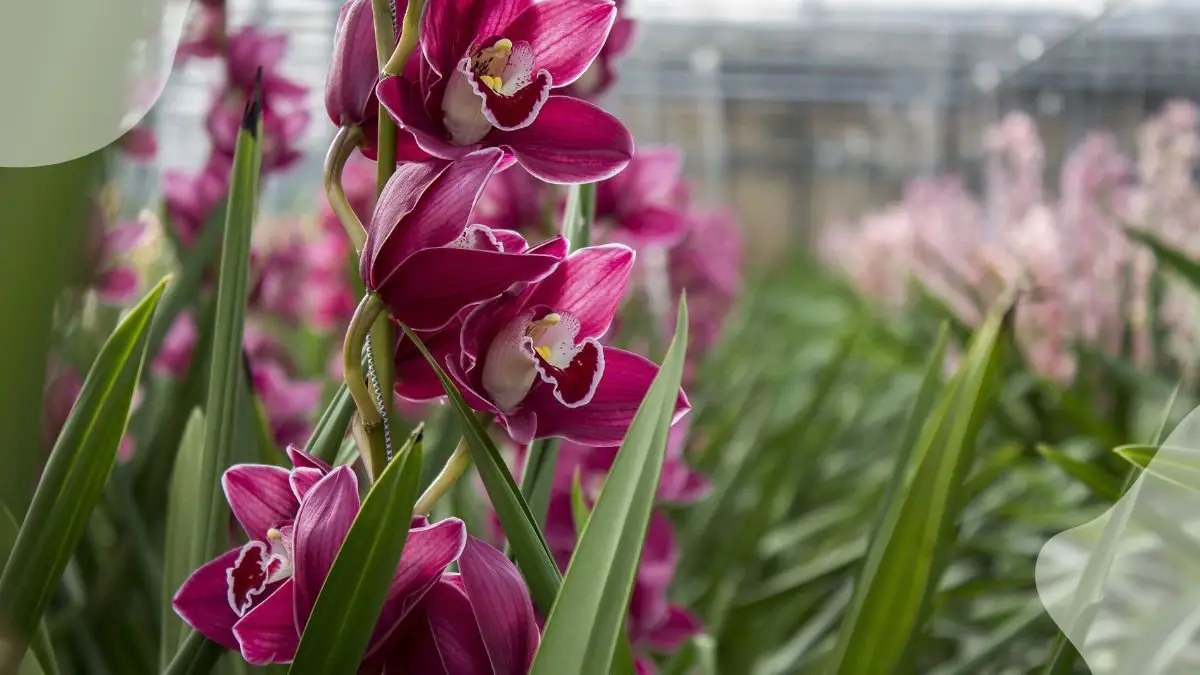 Hausermann Orchids Care Guide