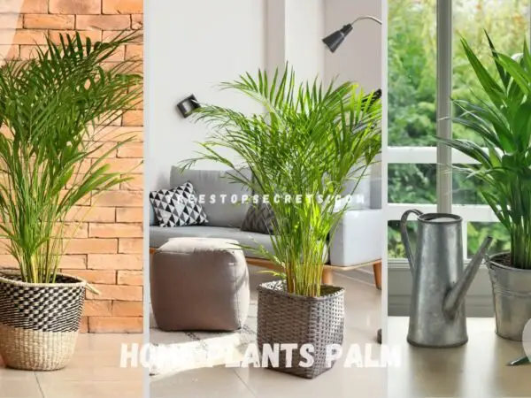 Home Plants Palm: Ultimate Guide for Indoor Palm Care