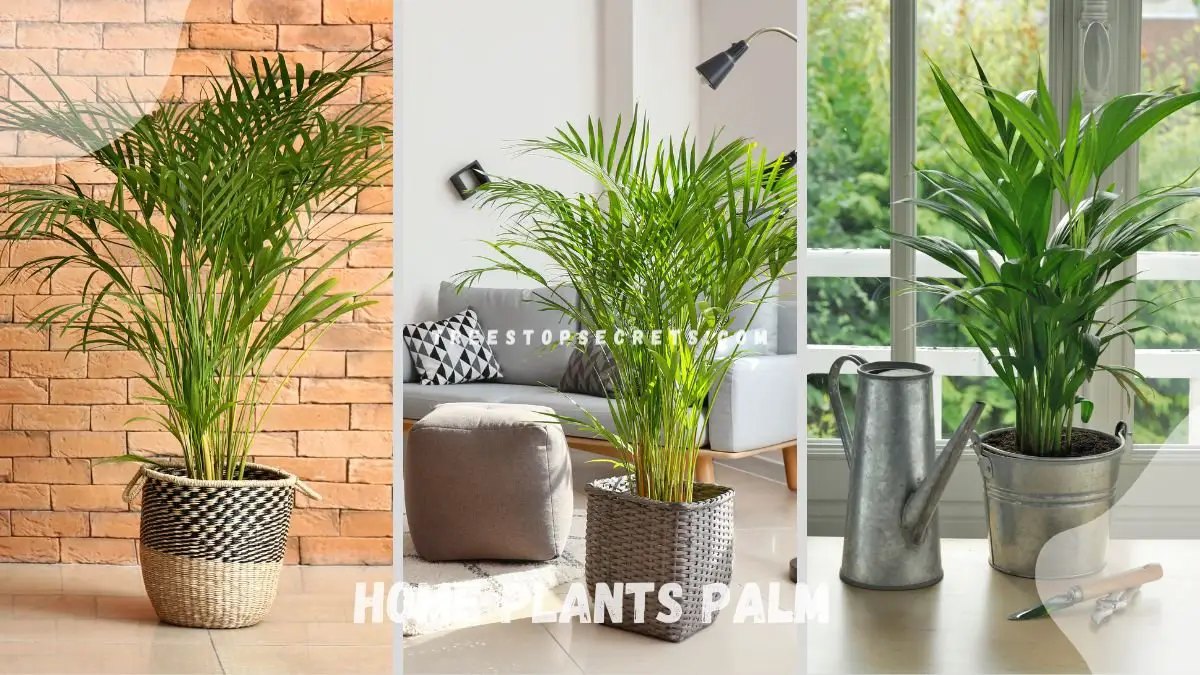 Home Plants Palm: Ultimate Guide for Indoor Palm Care