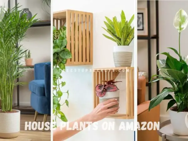 Top 10 House Plants on Amazon: Indoor Oasis Picks