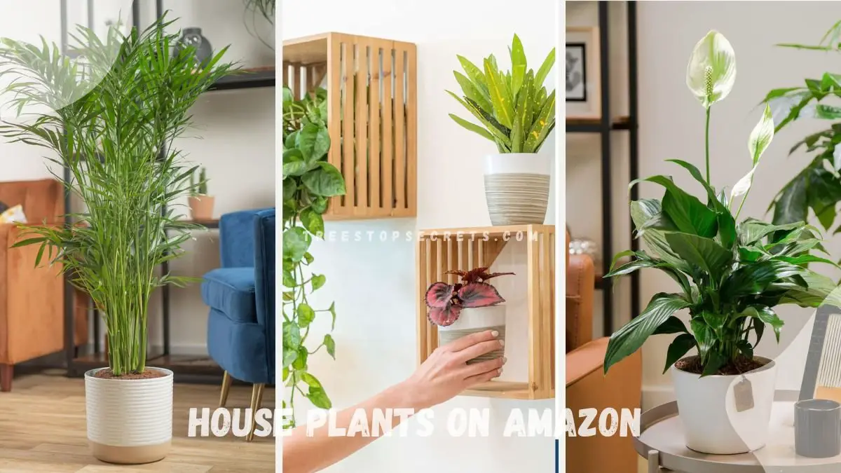 Top 10 House Plants on Amazon: Indoor Oasis Picks