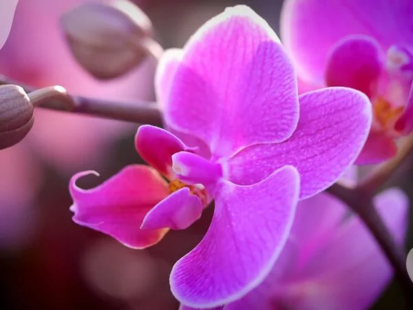 How Do You Get an Orchid to Bloom Again: Top Tips