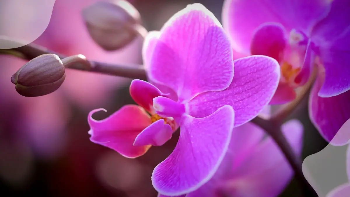 How Do You Get an Orchid to Bloom Again: Top Tips