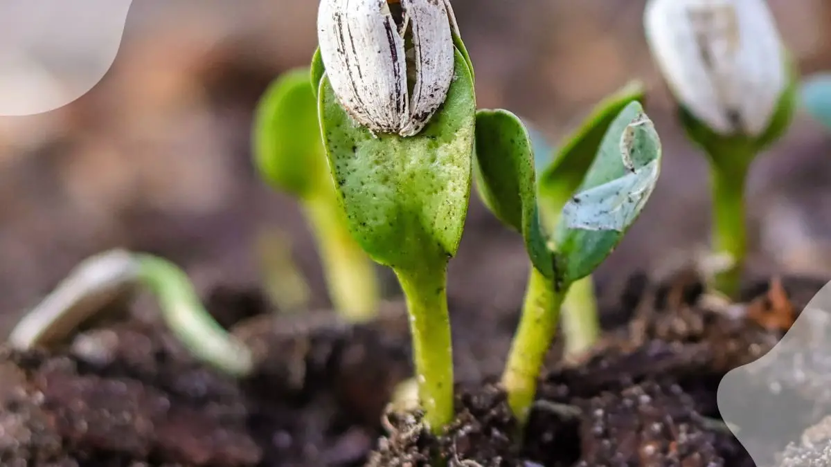 How Long Do Sunflowers Take to Grow: Seed to Harvest Guide