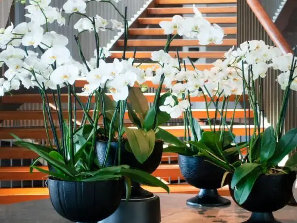 How Often to Water Orchids Indoors: Mastering Techniques