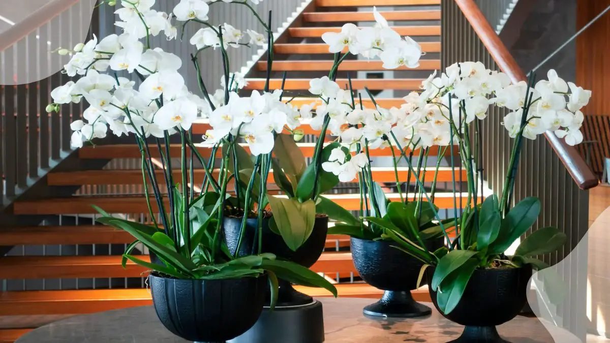 How Often to Water Orchids Indoors: Mastering Techniques