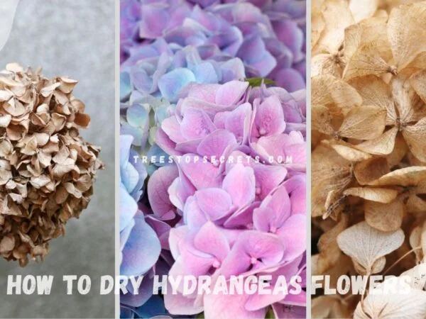 How to Dry Hydrangeas Flowers: Preserving Fresh Herbs