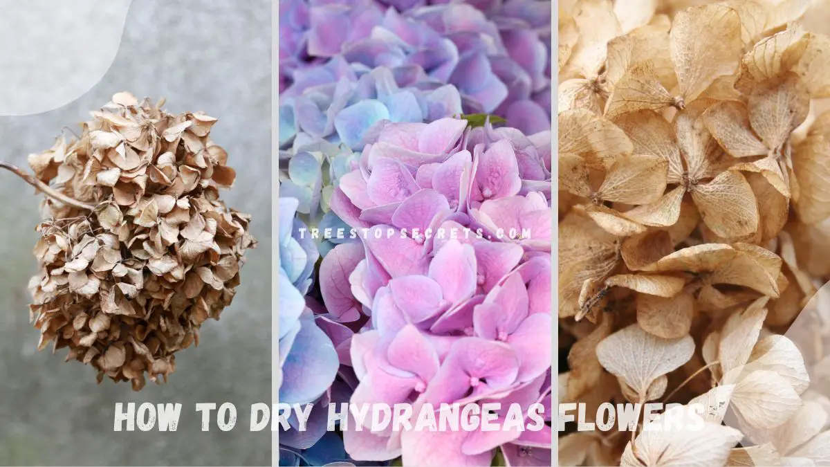 How to Dry Hydrangeas Flowers: Preserving Fresh Herbs