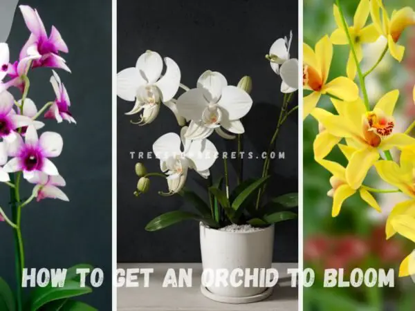 How to Get an Orchid to Bloom: Fertilizing Techniques