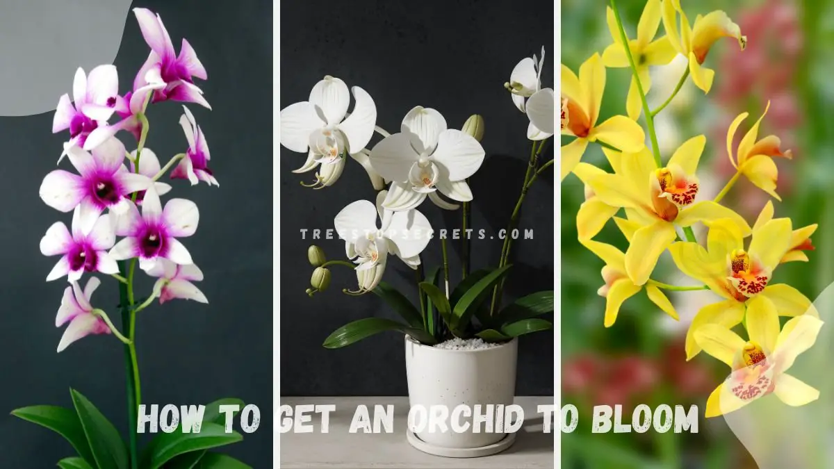 How to Get an Orchid to Bloom: Fertilizing Techniques