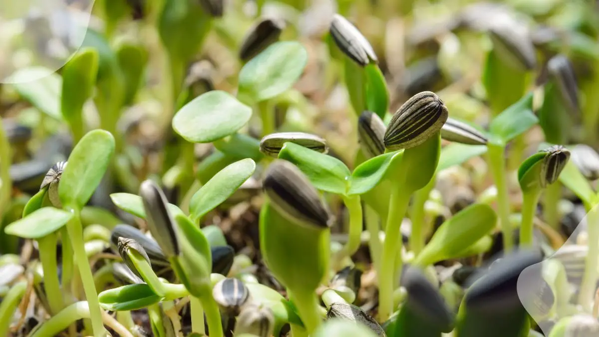 How to Grow Sunflower Plant from Seed: Tips for Success