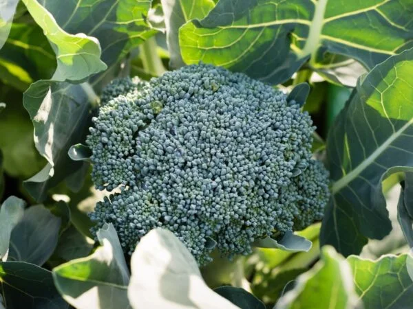 How to Plant Broccoli Plants: Ultimate Guide