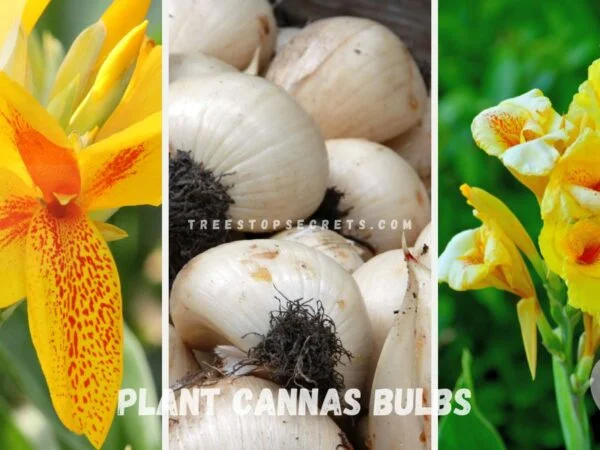 How to Plant Cannas Bulbs: Ultimate Gardening Guide