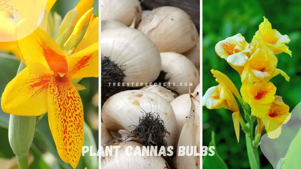 How to Plant Cannas Bulbs: Ultimate Gardening Guide