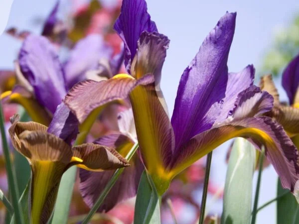 How to Plant Iris Bulb: Care Guide for Stunning Flowers