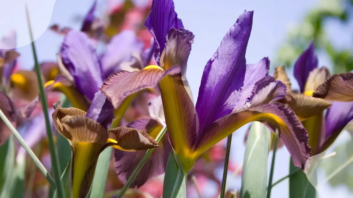 How to Plant Iris Bulb: Care Guide for Stunning Flowers