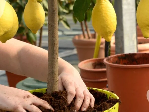 How to Take Care of a Lemon Plant: Complete Guide