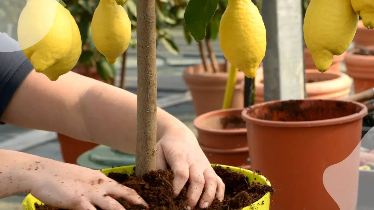 How to Take Care of a Lemon Plant: Complete Guide