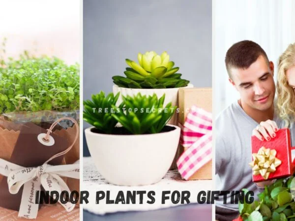 Top 11 Indoor Plants for Gifting - Greenkin's Best Picks